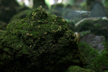 Beautiful nature green moss background on rocks