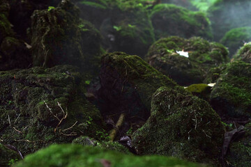 Beautiful nature green moss background on rocks