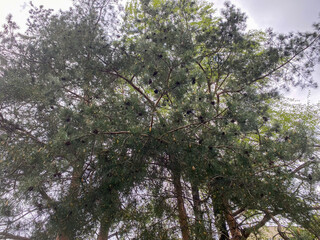 View from below of a lush fir tree with cones and green needles
