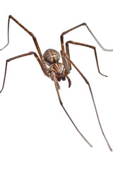 Close-up of a Cellar Spider (Pholcidae) with Extremely Long Legs