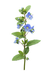 Stunning Close-up of Delicate Blue Flowers and Lush Green Leaves