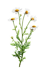 Elegant Illustration of Daisies Botanical Art Print