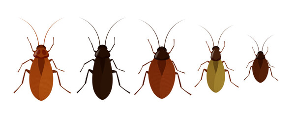Five cockroaches of different colors showing diversity within species