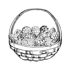 Raspberry in weaved basket, hand drawn in vector ink, heap of ripe picked garden berry harvest, dewberry cloudberry mulberry. Isolated illustration. Restaurant menu, cookbook, farmers market grocery