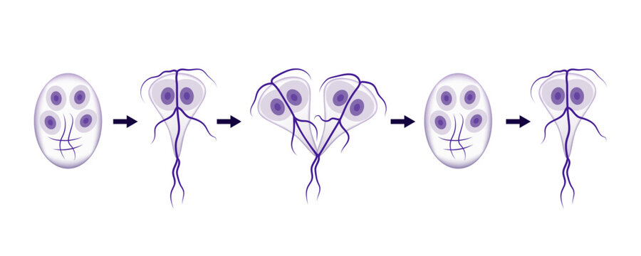 Giardia lifecycle showing cysts and trophozoites stages