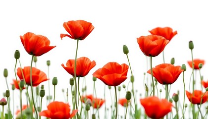 Fototapeta premium Silver and green stylized red poppies in a field against a white background, image, green