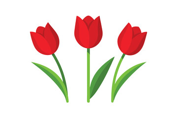 Obraz premium red tulips on white background