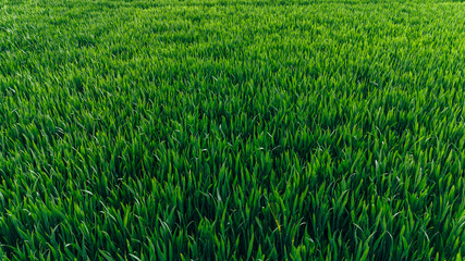 Green farmland with clear crop growth patterns