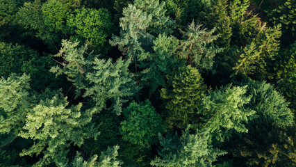Forest canopy in Allgäu seen from above
