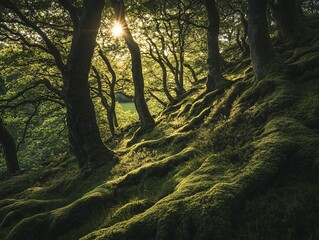 Fototapeta premium Sunlight filtering through ancient trees in a lush green forest nature photography serene environment close-up view
