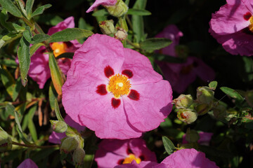 pink blotched cistus flower during early summer. shrub growing flowers 
