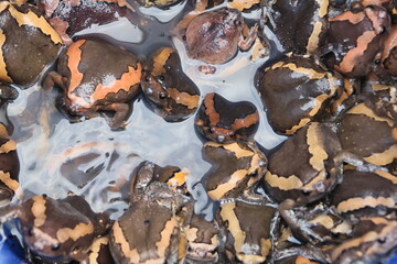 Close up of a brown frog with a textured skin rests on a dry leaf in the autumn forest