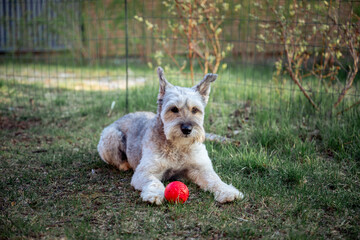 white mixed breed dog with red ball laying in bright green grass