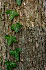 Climbing Ivy on Tree Bark, nature’s Vertical Garden