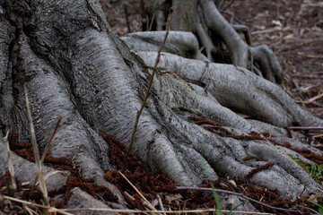 Powerful roots of an old tree embedded in the ground — bark texture, natural strength and stability in a wild forest setting