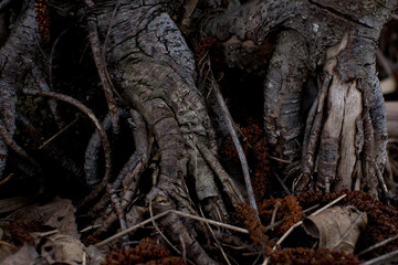 Powerful roots of an old tree embedded in the ground — bark texture, natural strength and stability in a wild forest setting