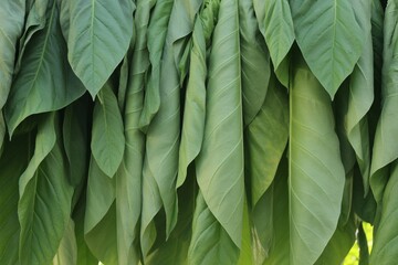 A close-up of vibrant green leaves hanging in a natural setting, showcasing freshness and vitality.