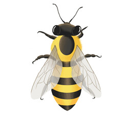 Bee top view full body straight transparency wings six legs cartoon illustration 