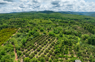 The biggest cause of forest loss is agricultural deforestation ,environmental damage in Southeast Asia , global warming and environment.
