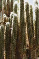 Sharp Patterns of Cactus Thorns Creating a Natural and Rugged Atmosphere
