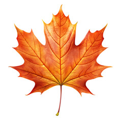 Obraz premium Autumn Maple Leaf Seasonal Nature PNG
