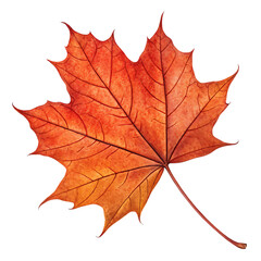 Obraz premium Autumn Maple Leaf Seasonal Nature PNG