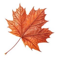 Obraz premium Autumn Maple Leaf Seasonal Nature PNG