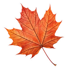 Obraz premium Autumn Maple Leaf Seasonal Nature PNG