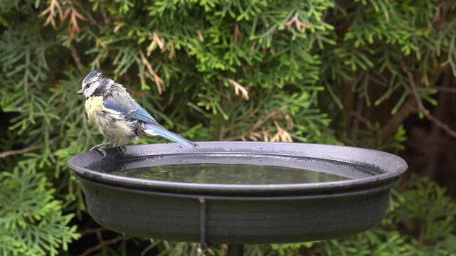 blue tit at the birdbath in the garden