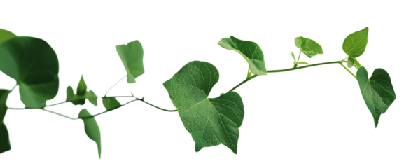 Green vine and leaves, stretching elegantly. This climbing plant thrives in nature.