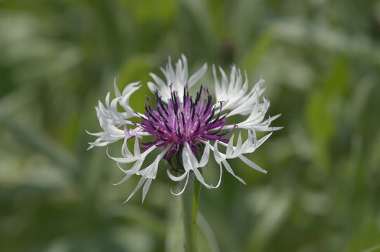 Cornflower