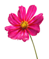 Fototapeta premium Vibrant Pink Cosmos Flower Isolated on White Background