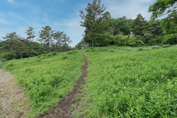 丘の上の道