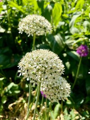 in the Onion Family (Alliaceae), native to central and southwestern Asia but cultivated in many countries as a flowering garden plant It is the tallest species of Allium in common cultivation.