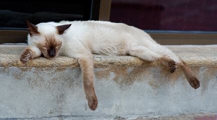 White Siamese cat sleeping in the garden of Grand Palace Bangkok Thailand.