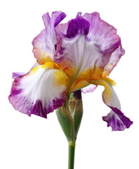 Vibrant Purple and Yellow Iris Flower Close-up