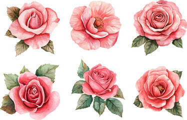 Beautiful Watercolor Pink Rose Clipart