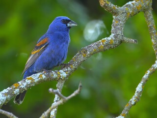 Blue Bird Perched on Lichen-Covered Branch
