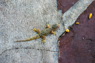 Common house lizard in the garden of Grand Palace Bangkok Thailand.