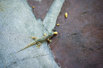 Common house lizard in the garden of Grand Palace Bangkok Thailand.