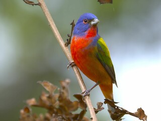 Vibrant painted bunting on a branch