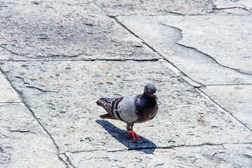 Feral pigeon in the garden of Grand Palace Bangkok Thailand.
