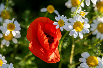 red poppy flowers