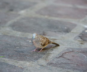 A zebra dove in the garden of Grand Palace Bangkok Thailand.