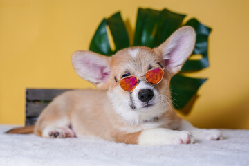 cute little pembroke corgi puppy in orange pink glasses on yellow background