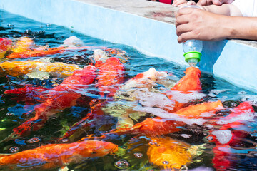Colorful koi fish are being bottle-fed by hand at the edge of a pond. A playful, interactive...