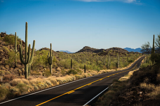Cactus and Joshua trees along Highway 85 in Organ Pipe Cactus National Monument.  Empty desert highway.    Arizona USA.