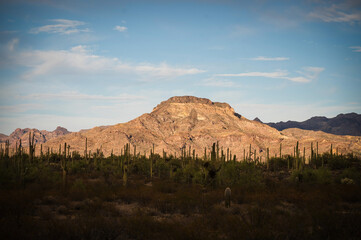 Cactus and Joshua trees along Highway 85 in Organ Pipe Cactus National Monument.  Empty desert...