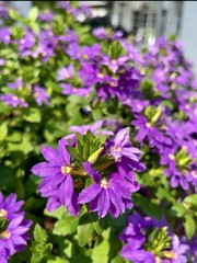cluster of small purple-blue flowers with prominent yellow centers, blooming among lush green leaves, creating a cheerful and bright natural display.
