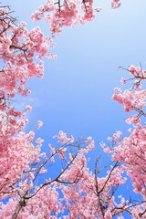 青空に映える満開の八重紅彼岸桜　青空背景